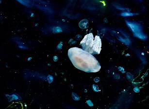 Jellyfish20244