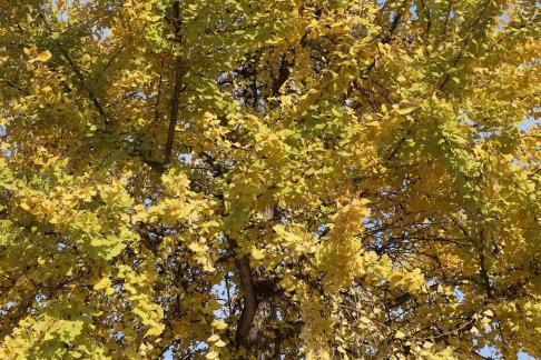 ginkgo 1