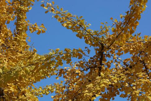 ginkgo 3