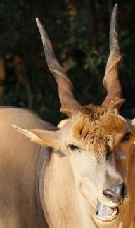antelope 1