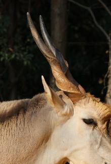 antelope 2