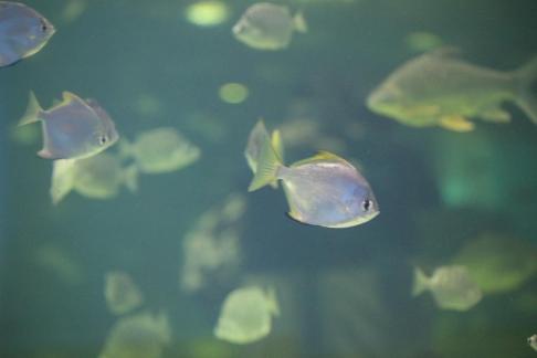 Colorful skirt fish