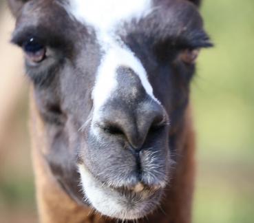 guanaco 4