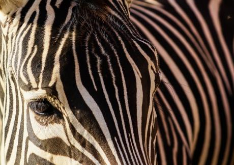 zebra 15