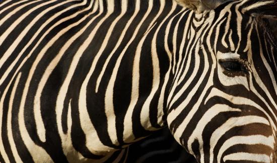 zebra 16