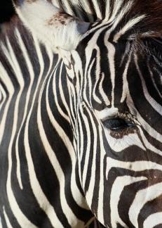 zebra 17