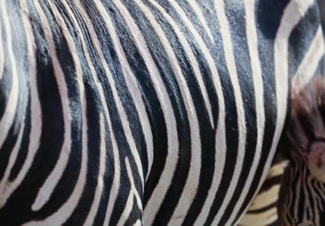 zebra 22
