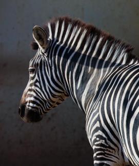 zebra 24