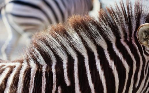 zebra 1