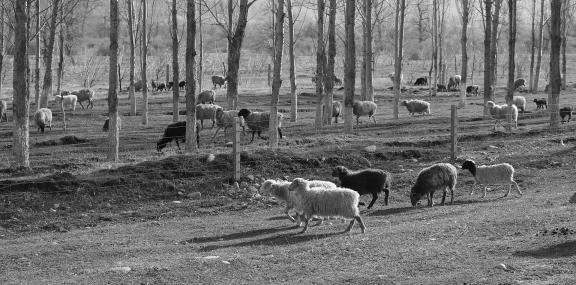Forest Ranch 4