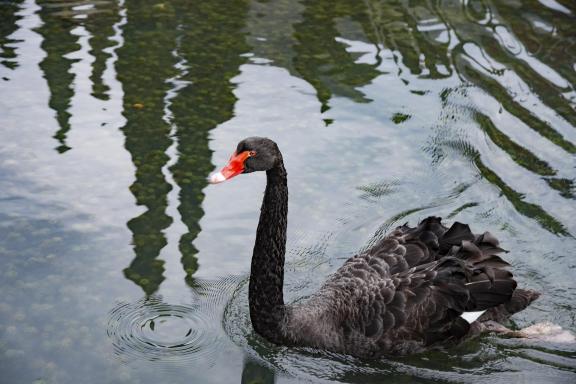 Black swan-3