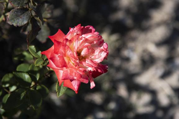Rose-4