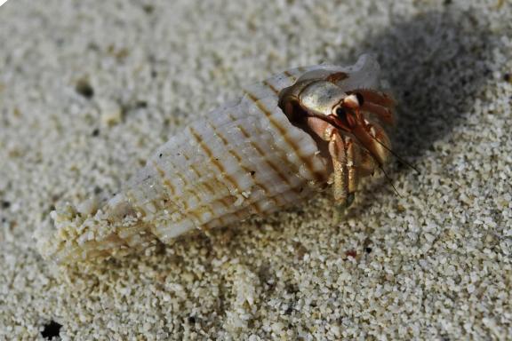 Sea ​​creature