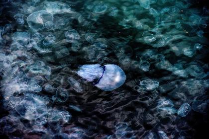 Jellyfish202513