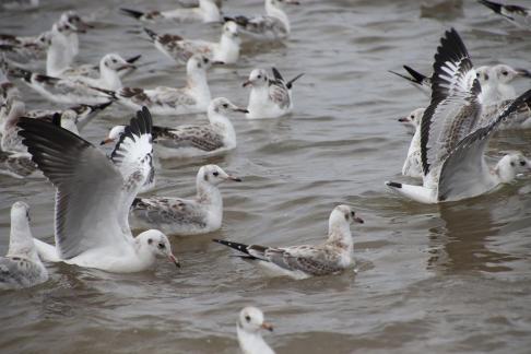Gull Dance 18