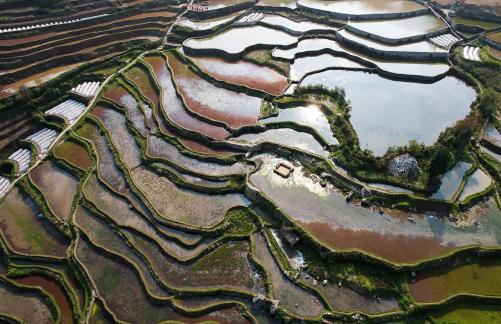 Terraced fields scenery 31