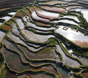 Terraced fields scenery 32