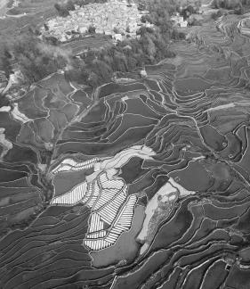 Terraced fields scenery 27