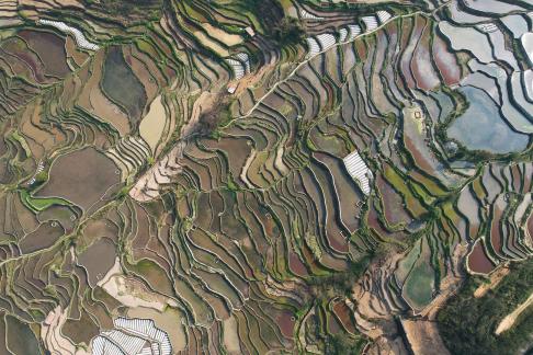 Terraced fields scenery 21