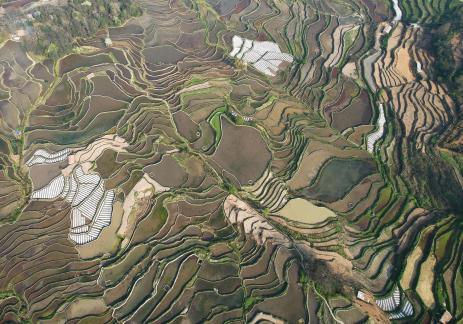 Terraced fields scenery 23