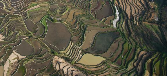Terraced fields scenery 17