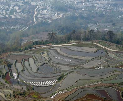 Terraced Fields Holy Scenery 15