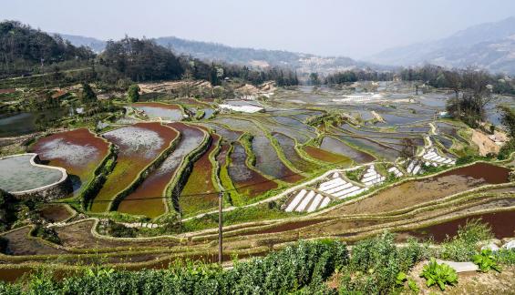 Terraced Fields Holy Scenery 16