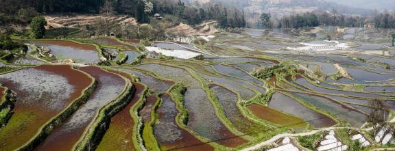 Terraced Fields Holy Scenery 17