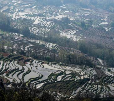 Terraced Fields Holy Scenery 6