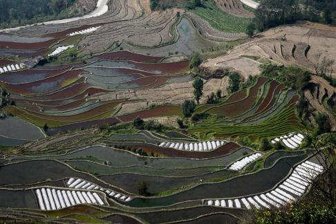 Terraced Fields Holy Scenery 8