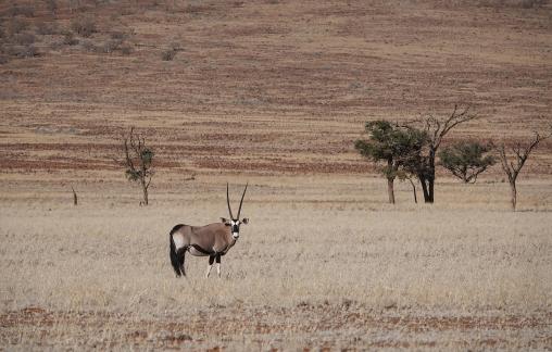 Gemsbok