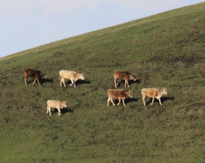 Cattle grazing on hillsides 1