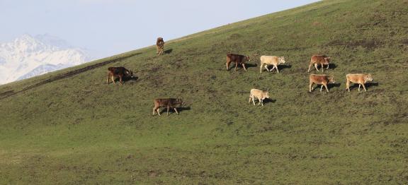 Cattle grazing on hillsides 2