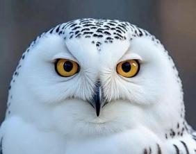 Gufo bianco