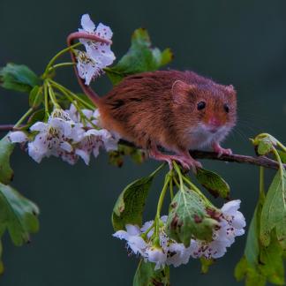 Blossom and Mouse