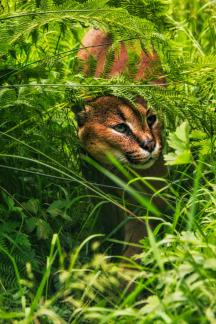 Caracal in Undergrowth