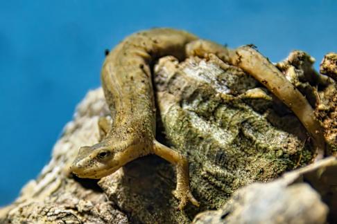 Common Newt