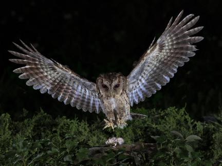 Owl5
