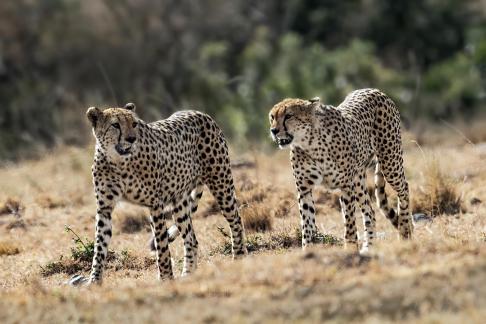 Cheetah