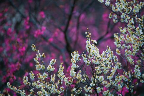 Nice plum blossoms