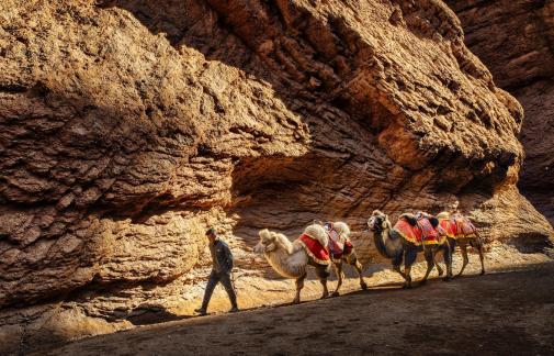 The camels walking