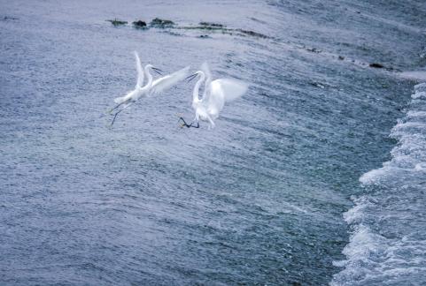 Fierce Battle of Egret Beach