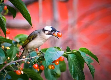 Red cherry on the tip of tongue