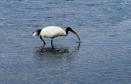 Black headed Ibis 2