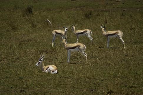 springbok