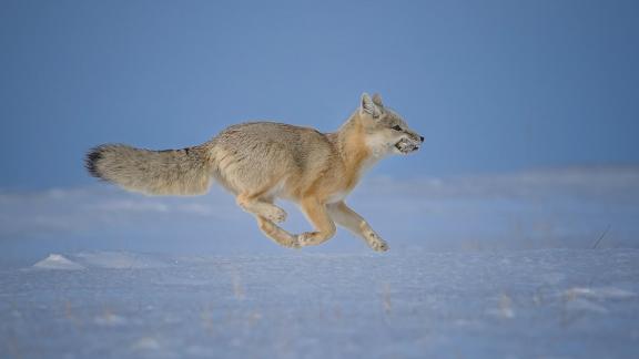 Snowland Sand fox