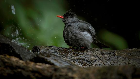 Black Bulbul