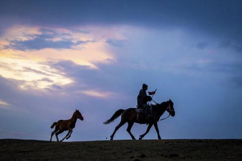 Morning light horse shadow 2