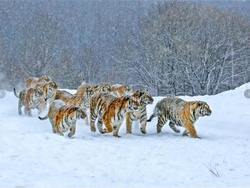 Tiger Group