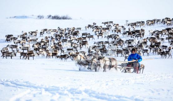 Snow field grazing